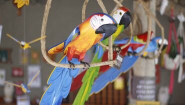 Arara em Madeira